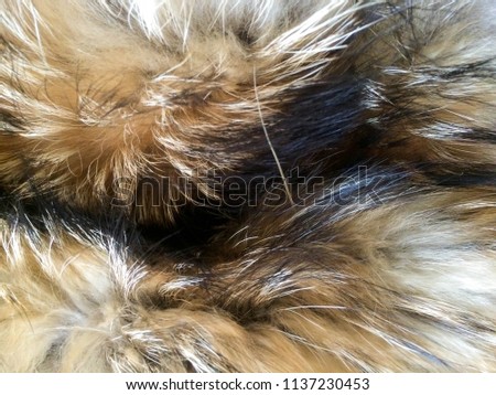 fur animal fur with long nap for background design
