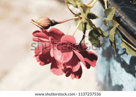 A delicate red rose in summer heat