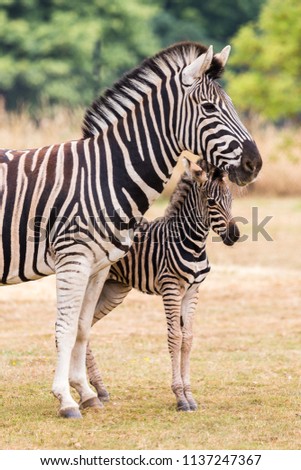 A three day olf Chapmans Zebra seen by its mothers side in Gloucestershire during the summer of 2018.