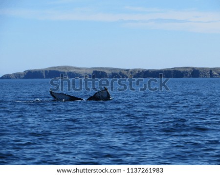 humpback whale submerging off the coast of Bonavista. Newfoundland, Canada