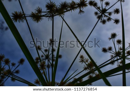 Bottom view of silhouette of the tiny flowers with sky clouds background. Natural spring, summer, autumn concept. Selective focus. Beautiful nature texture and sky background.