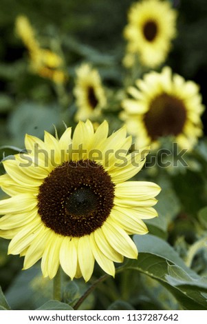 Yellow sunflowers in the regular French garden