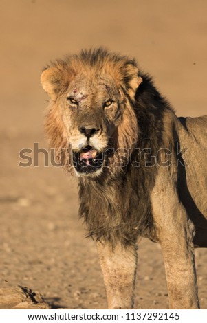 A portrait orientated image of a black maned African lion in the golden light of the morning sun, displaying the scars and injuries of an earlier territorial fight in the Kgalagadi Transfrontier Park. Royalty-Free Stock Photo #1137292145