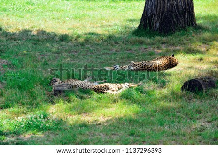 Beautiful cheetah sleeping on the green grass in the meadow in sunshine day, good weather at spring or summer season. From South Africa.