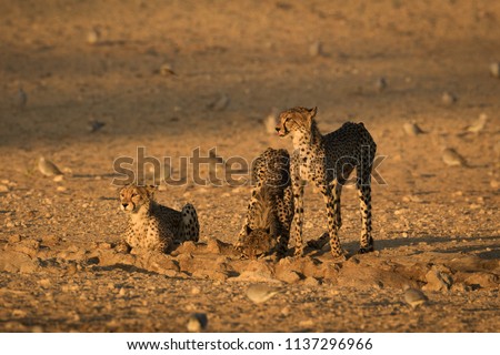 Three young cheetahs drinking water at a waterhole in the dry kalahari desert during the golden first light of the morning in the Kgalagadi Transfrontier Park, South Africa.  Royalty-Free Stock Photo #1137296966