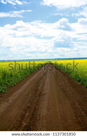 The landscape is unpaved, the rural road goes beyond the horizon, along the field with the yellow flowers of the Silverfish and the blue sky with heavy white clouds