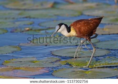 A large, beautiful and colorful African jacana runs on the water lilies in a dam with the long toes of its large feet raised in the Pilanesberg National Park, South Africa. Royalty-Free Stock Photo #1137302756