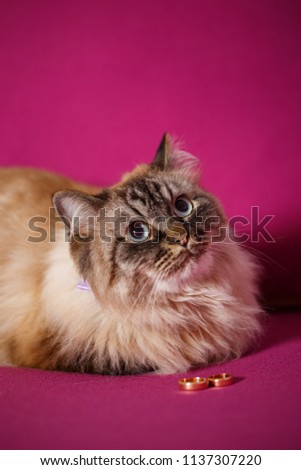 gold wedding rings and a beautiful big cat on a pink couch
