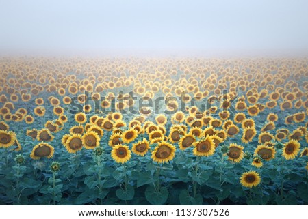 A field of sunflowers of bright colors, morning sunrise on the horizon touches the misty sky. Beautiful nature, rural landscape, toned image, selective focus. The concept of vintage. Label design.