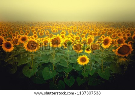 Bright blooming sunflowers stand in a field on a background of foggy sky.  Beautiful nature, rural landscape, toned image, selective focus. The concept of a rich harvest. Label design.