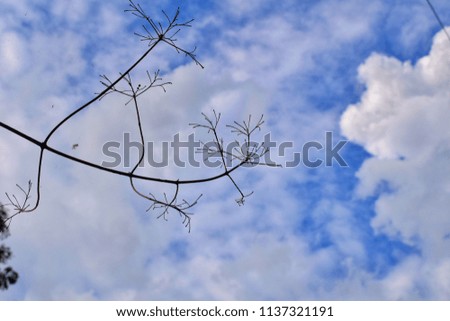 Bottom view of tree branches under colorful dramatic sky with cloud at sunset background. Natural spring, summer, autumn concept. 