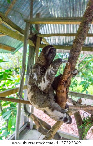 A beautiful sloth in the jungle of the Amazon, Iquitos, Peru.