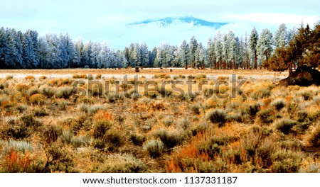 Mountain meadow frost on tree near Sisters. Oregon.