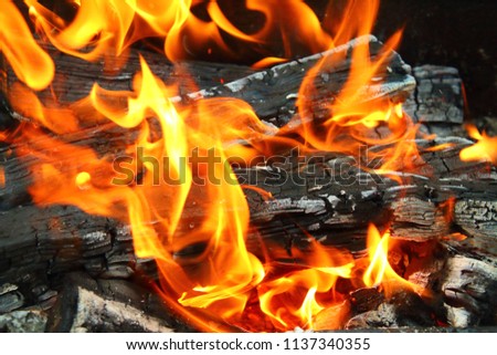 A beautiful flame and firewood. Bonfire. Close-up. Background. Texture.