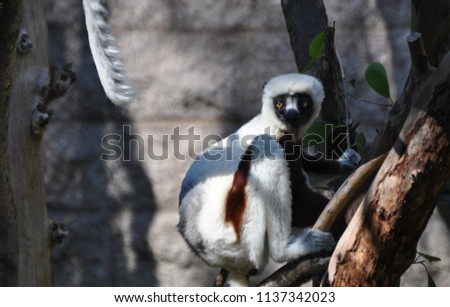Picture of Sifakas