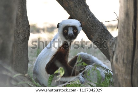 Picture of Sifakas