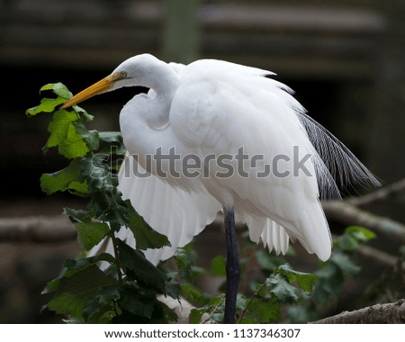 Great White Egret in its environment.