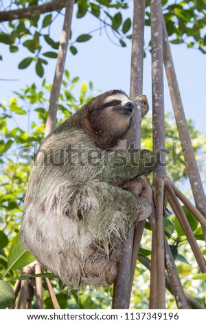 Close Up Three Toed Wild Sloth Climbing Tree