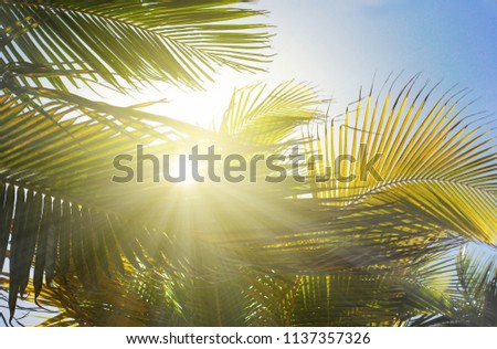 Palm trees at tropical coast, sunny toned and film stylized