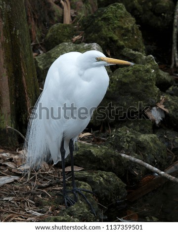 Great White Egret in its environment.