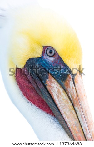 Colorful pelican portrait very close up