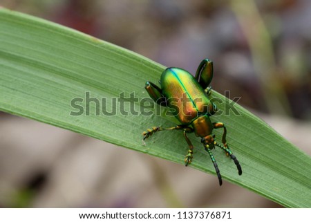 Sagra femorata purpurea  Tricolor Big-legged.The beetle found in Vietnam, especially Lamphun larvae eat in the vine in the same family as the tiger ...