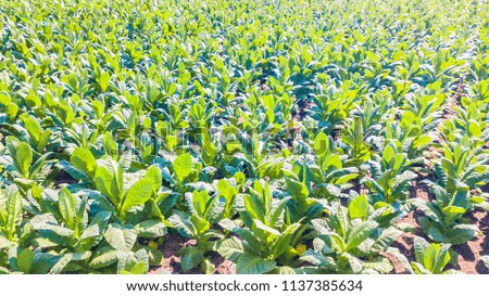 Tobacco farm Tobacco field 