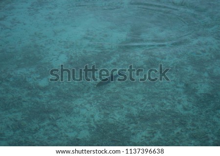 Fish swimming under the bungalows in the Maldives sea.