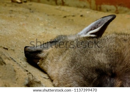 Bat-eared Fox in the zoo is sleeping.