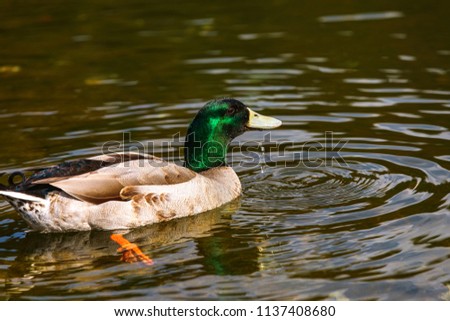 river water surface mallard duck 