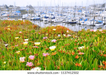 Colorful Plants blooming with boats at a pier in spring in California, United States