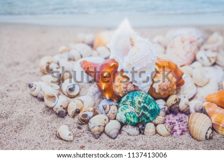 close up of colorful sea shells on beach with seascape background