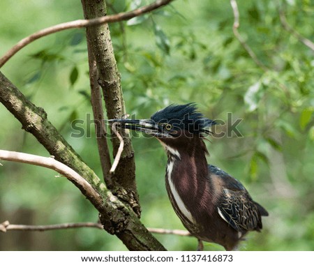 Green Heron in its environment.
