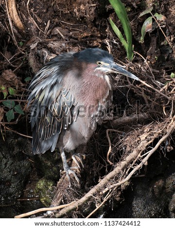 Green Heron in its environment.