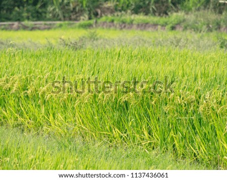Rice field landscape in Taiwan