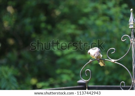 Blue jay songbird  perched on backyard garden bird feeder.