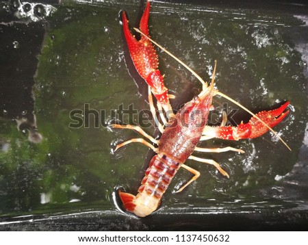 Crayfish or fresh water lobster feed as my pet