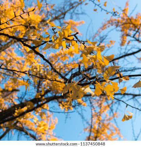 yellow leaves on branch tree in autumn