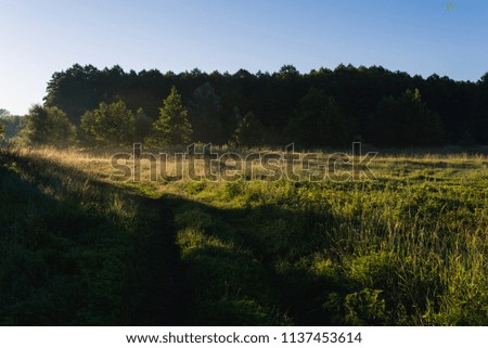 summer morning with dew in the field and the first rays of the sun 