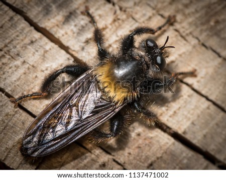 Closeup of a big robber fly sitting on a beech trunk