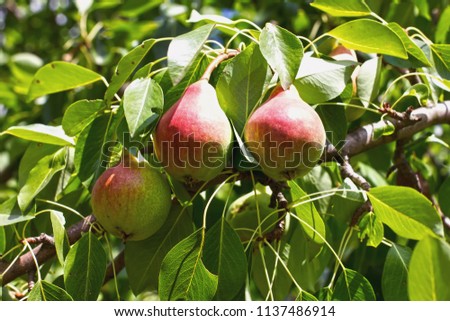 Fresh mature pears on a branch - Photo of mature pear fruit on a tree, fruit background. Selective focus