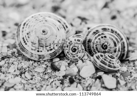 Black and white picture of sea shells.
