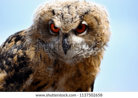 Portrait of an Eurasian Eagle Owl with orange eyes and a light blue background