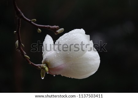 magnolia and raindrops, against darkness, elegant shape and sparkling drops