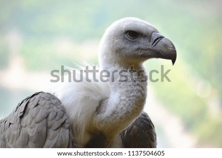 Portrait of a beautiful vulture with a blue background in a park in Germany