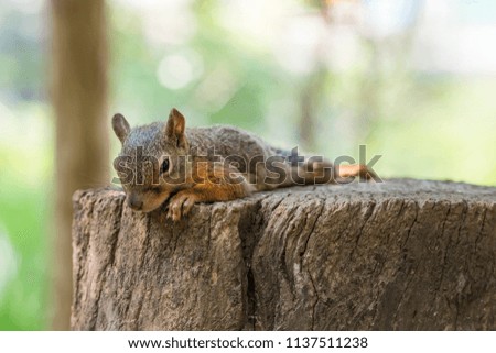 Squirrel lies on a stump.