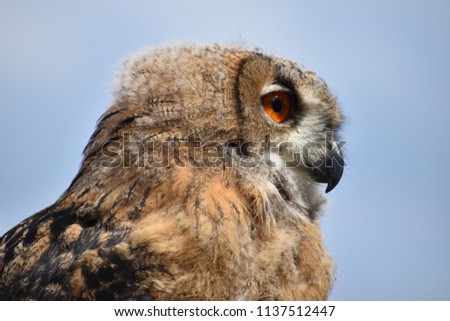Portrait of an Eurasian Eagle Owl with orange eyes and a light blue background