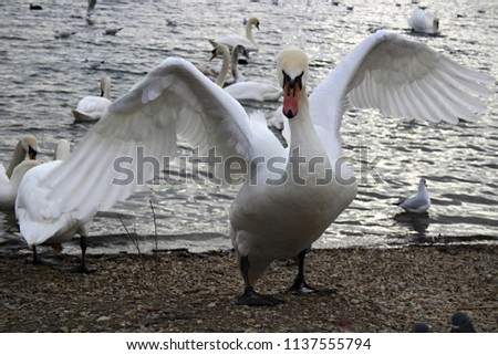 white swann posing wallpaper