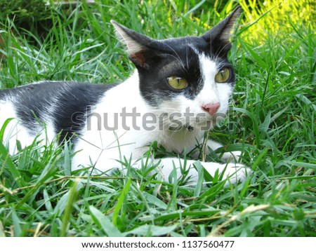 Close up The Handsome Thai Black White Cat in the grass field in the local village