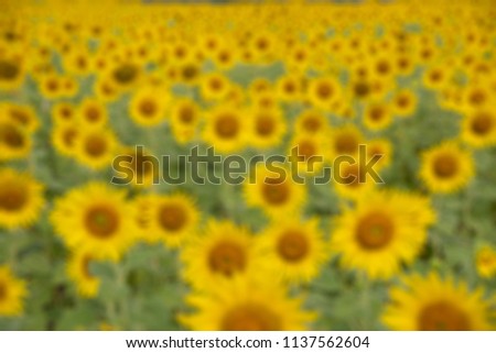  Field of sunflowers,Sunflower natural background, Sunflower blooming,